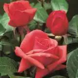 Fragrant Cloud Roshfcl - Garden Express Australia