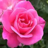 Jacaranda 2019 Roshjac - Garden Express Australia