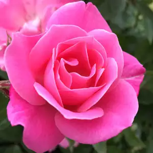 Rose Jacaranda Rose Jacaranda