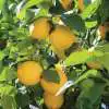 What Are the Best Fruit Trees to Grow in Victoria? Lots A Lemon Ppllotlem - Garden Express Australia