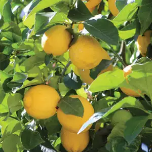 Autumn Citrus Care In Australia: Feeding, Watering And Pest Watch Lots A Lemon Ppllotlem - Garden Express Australia