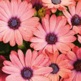 Osteospermum Rose Magic Pplostsrm - Garden Express Australia