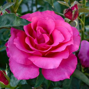 Rose Queen Adelaide