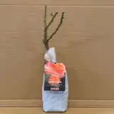 Rose Augusta Luise Rose Augusta Luise