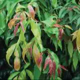 Weeping Lilly Pilly Weeping Lilly Pilly