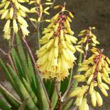Aloe Little Lemon Pplalolle - Garden Express Australia