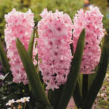 Hyacinth China Pink New - Garden Express Australia