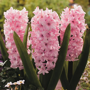 Hyacinth China Pink