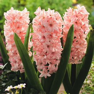 Hyacinth China Pink