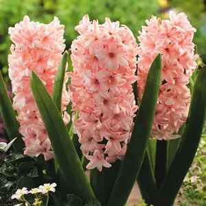 Hyacinth China Pink Hyacinth China Pink