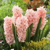 Hyacinth China Pink Pkhyacpi 2025 - Garden Express Australia