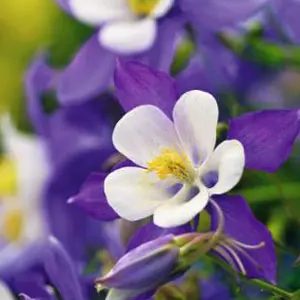 Aquilegia Growing Guide Aquilegia Nightingale Pkaqunga - Garden Express Australia