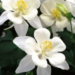 Aquilegia Growing Guide Aquilegia Dove Pkaqudov - Garden Express Australia