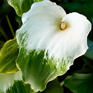 Zantedeschia Green Goddess