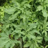 Arum Lily Dragon Arum Lily Dragon