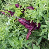 Arum Lily Dragon 2021 Pkalidra - Garden Express Australia