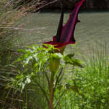 Arum Lily Dragon