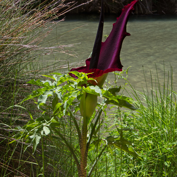 Arum Lily Dragon