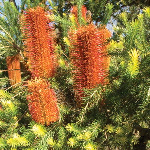 Banksia Red Rover Lpobanrro - Garden Express Australia