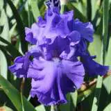 Bearded Iris Breakers Pkbirbre - Garden Express Australia
