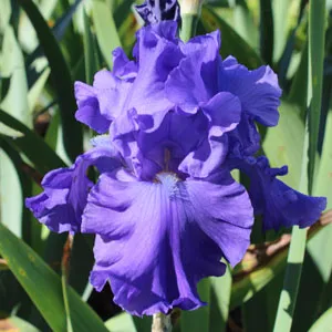 Bearded Iris Breakers