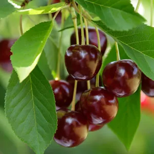 Cherry Sir Don (pbr)