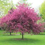 Crab Apple Ioensis Rubra