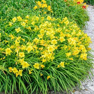 Daylily Stella Doro (75mm Pot)