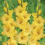 Gladioli Flevo Breezer 2018 Pkglafbr - Garden Express Australia