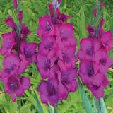 Gladioli Nathan 2018 Pkglanat - Garden Express Australia