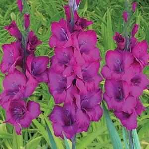 Gladioli Natan