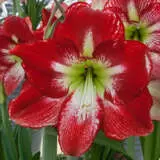 Hippeastrum Flamenco Queen Bulhipfqu - Garden Express Australia