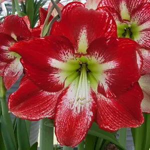 Hippeastrum Flamenco Queen