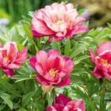 Itoh Peony Julia Rose 2023 Pkitojro - Garden Express Australia