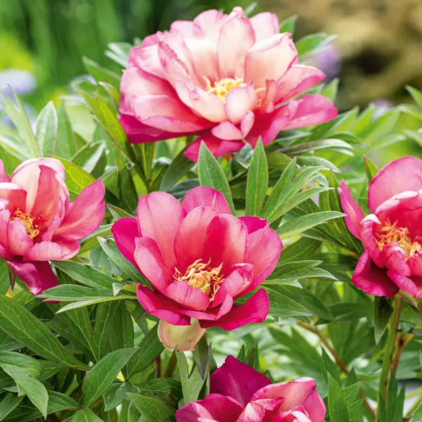 Itoh Peony Julia Rose Itoh Peony Julia Rose