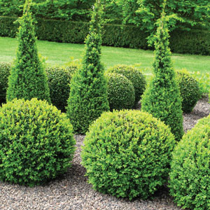 Japanese Box Hedge - Garden Express Australia