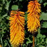 Kniphofia Uvaria Pkkniuva - Garden Express Australia