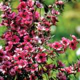 Leptospermum Kiwi Lpolepkiw - Garden Express Australia