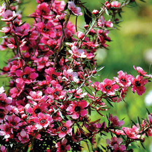 Leptospermum Kiwi