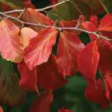 Persian Ironwood Tseperiro - Garden Express Australia