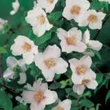 Philadelphus Mock Orange Lpophimor - Garden Express Australia