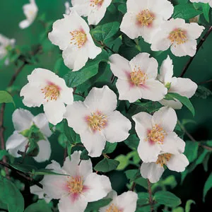 Philadelphus Mock Orange