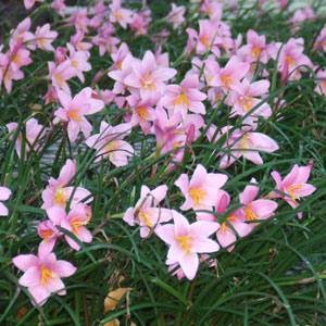 Storm Lily Pink