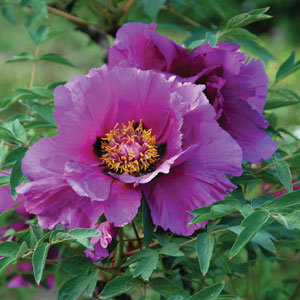 wallpapers Tree Peony Purple Rockii tree peony purple rockii
