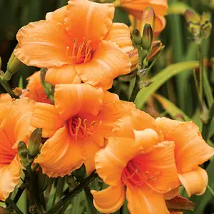 Dahlias: Shade Or Full Sun? Daylily Tiny Pumpkin Pkdlitpu - Garden Express Australia
