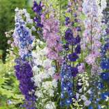 Delphinium Pacific Giant Mixed