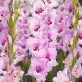 Gladiolus Zamora Pkglazam - Garden Express Australia