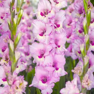 Gladioli Zamora
