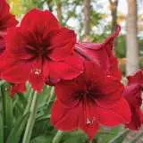 Hippeastrum Red Lion Pkhiprli - Garden Express Australia