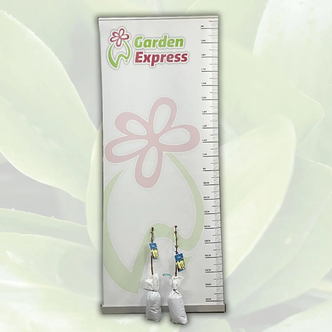 Lilac Primrose Lilac Primrose